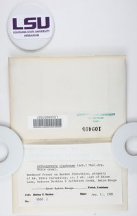 Anisomeridium tuckerae image