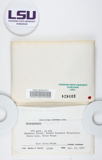 Anisomeridium tuckerae image