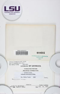 Arthonia ochrocincta image