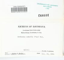 Arthonia rubella image