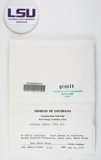 Arthonia sexlocularis image