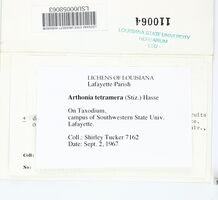 Arthonia tetramera image