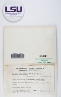 Bacidia schweinitzii image