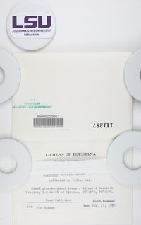Brigantiaea leucoxantha image