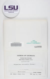 Brigantiaea leucoxantha image