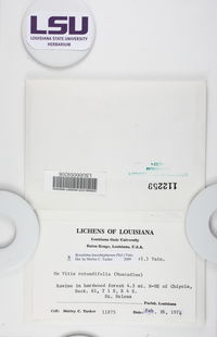 Byssoloma leucoblepharum image