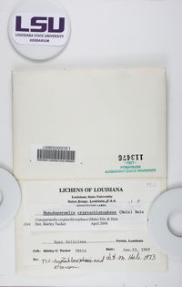 Canoparmelia cryptochlorophaea image