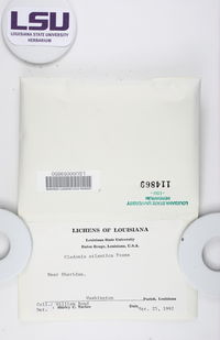 Cladonia mateocyatha image