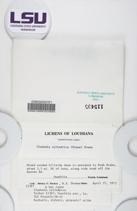 Cladonia cylindrica image