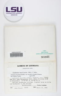 Cladonia macilenta var. bacillaris image