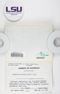 Cladonia macilenta var. bacillaris image