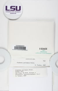 Cladonia perlomera image