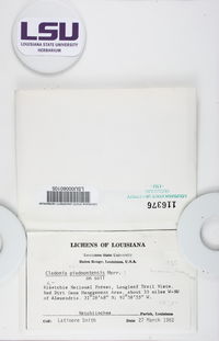Cladonia piedmontensis image