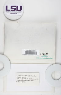 Cladonia subradiata image