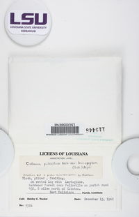 Collema pulchellum var. leucopeplum image