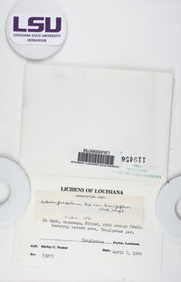 Collema pulcellum var. leucopeplum image