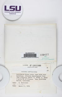 Collema subflaccidum image