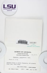 Coenogonium luteum image