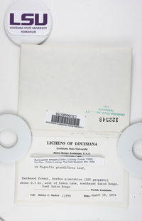 Echinoplaca tetrapla image