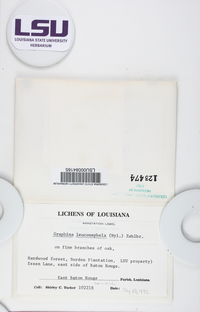 Fissurina leuconephela image