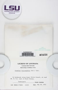 Fissurina leuconephela image