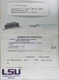 Leucodecton subcompunctum image