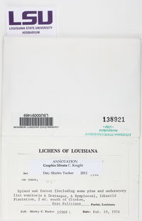 Graphis librata image