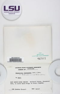 Heterodermia albicans image