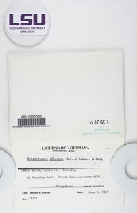 Heterodermia albicans image