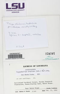 Nigrovothelium tropicum image