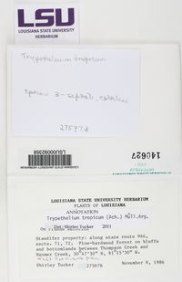 Nigrovothelium tropicum image