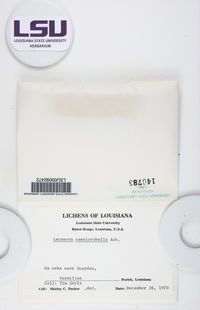 Lecanora caesiorubella image