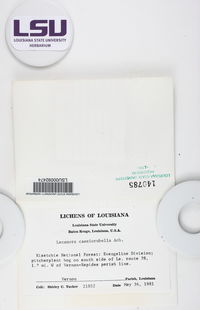 Lecanora caesiorubella image