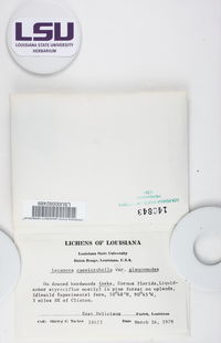 Lecanora glaucomodes image
