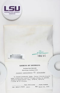 Lecanora caesiorubella subsp. glaucomodes image