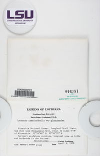 Lecanora caesiorubella subsp. glaucomodes image