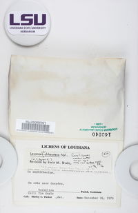 Lecanora chlarotera image