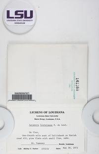 Lecanora louisianae image