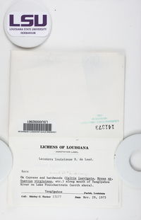 Lecanora louisianae image