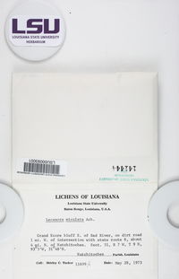 Lecanora miculata image