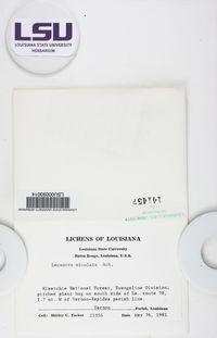 Lecanora miculata image