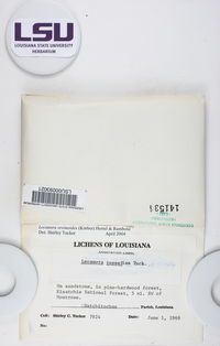 Lecanora oreinoides image