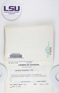 Lecanora oreinoides image