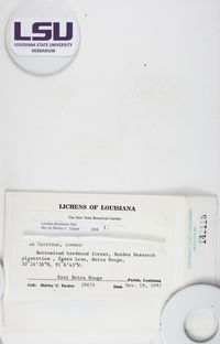 Caloplaca floridana image