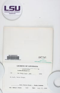 Lecidea floridensis image