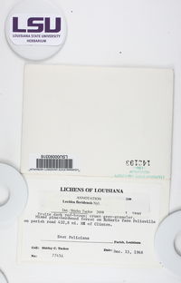 Lecidea floridensis image