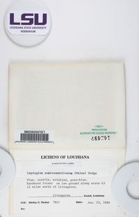 Leptogium austroamericanum image
