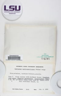 Leptogium austroamericanum image