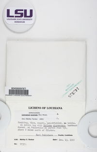 Leptogium azureum image