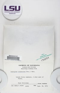 Leptogium cyanescens image